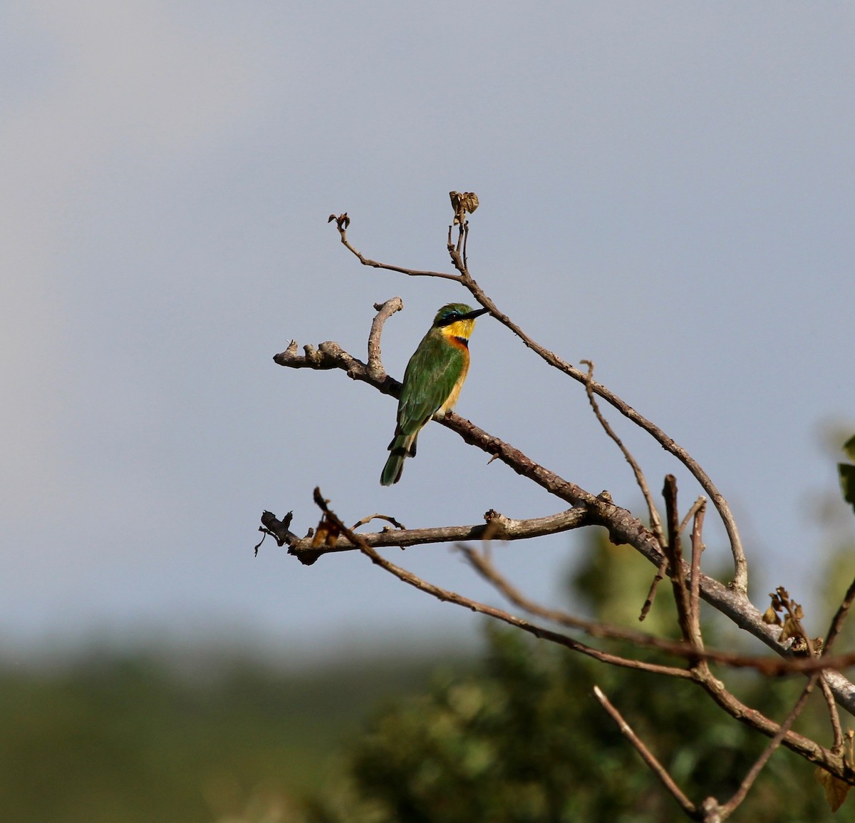 Little Bee-eater - Sylvie Vanier🦩