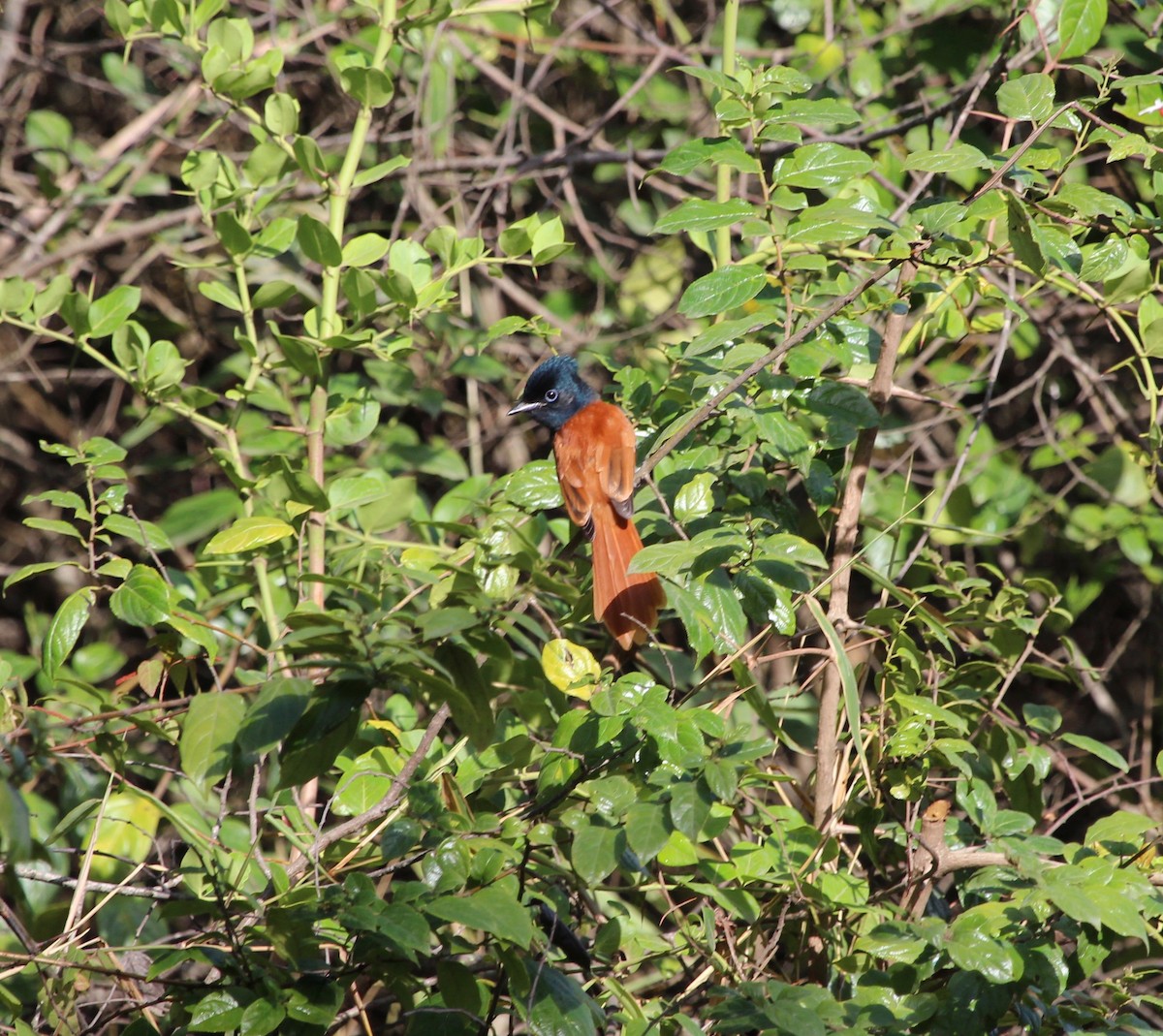 African Paradise-Flycatcher - ML150531231