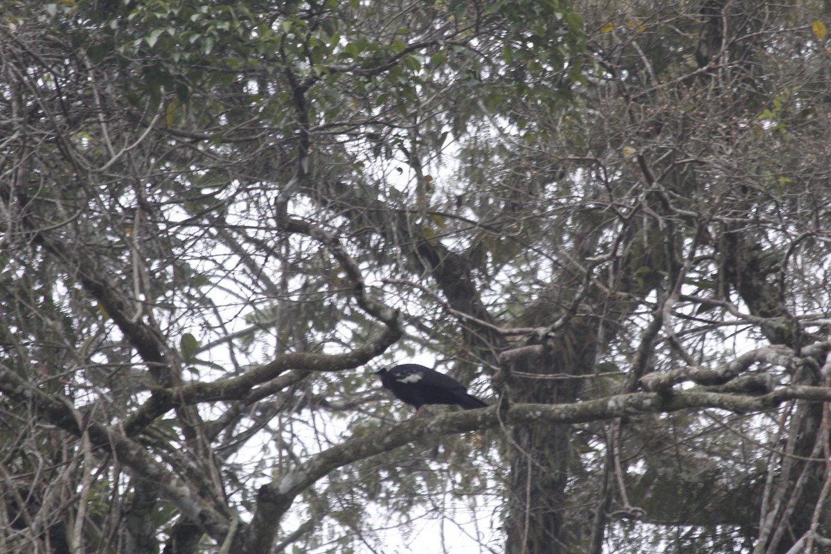 Blue-throated Piping-Guan - ML150531381