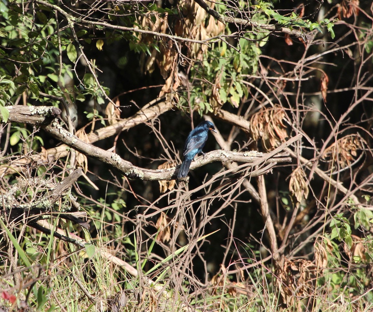 Black Cuckooshrike - ML150532221