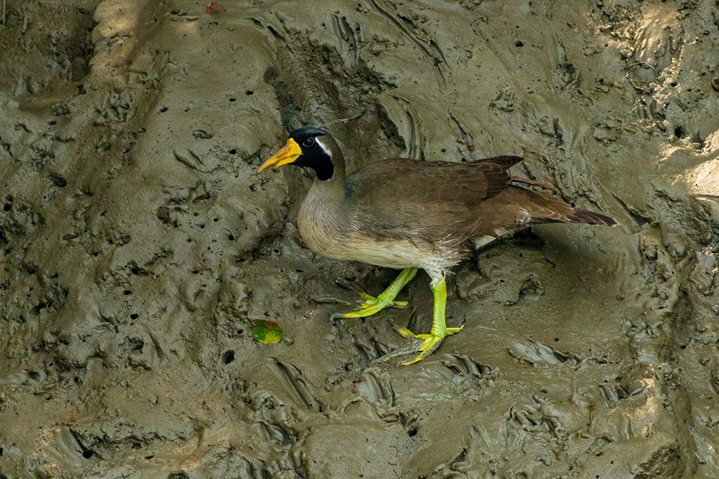 Masked Finfoot - Foridi Numan