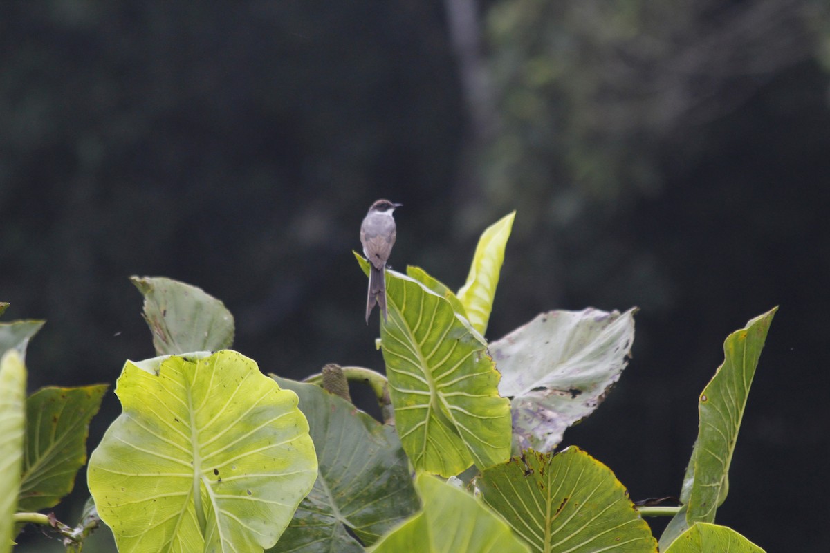 Fork-tailed Flycatcher - ML150534051