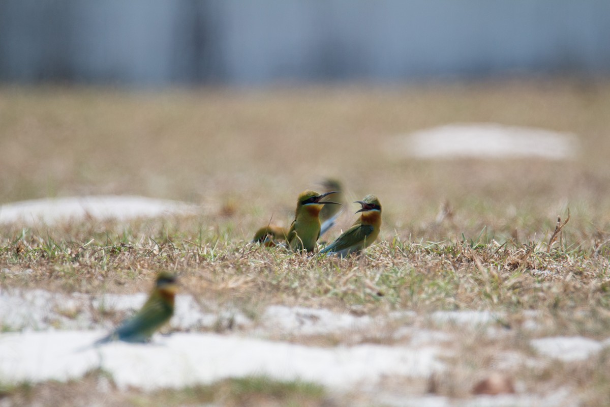 Blue-tailed Bee-eater - ML150536081