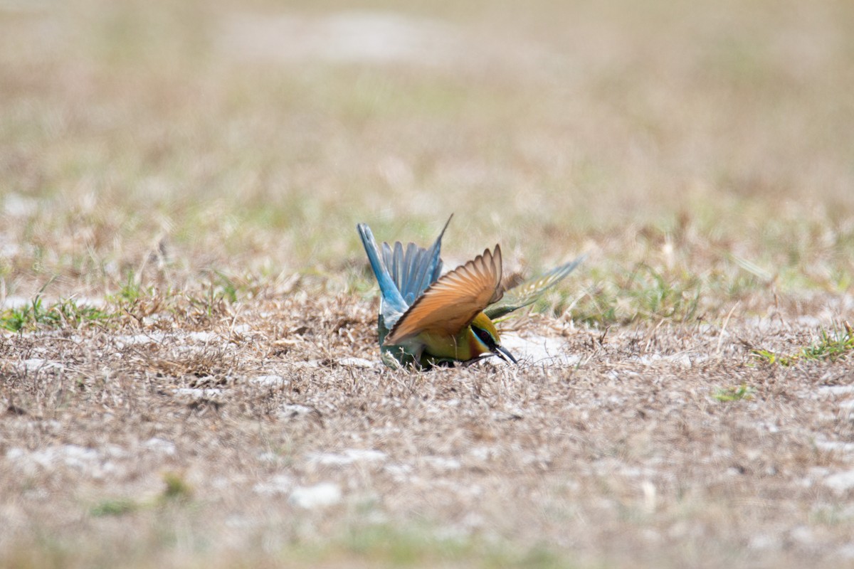 Blue-tailed Bee-eater - ML150536231