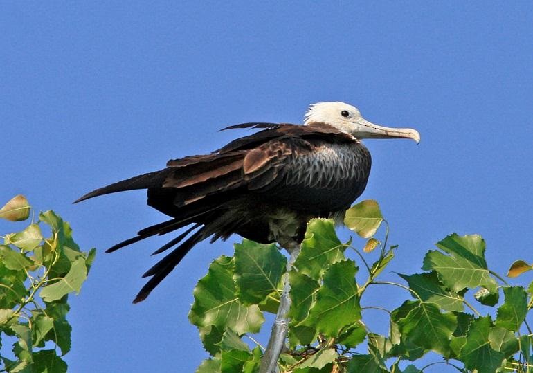 Magnificent Frigatebird - ML150536291