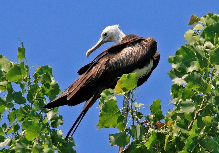 Magnificent Frigatebird - ML150536301