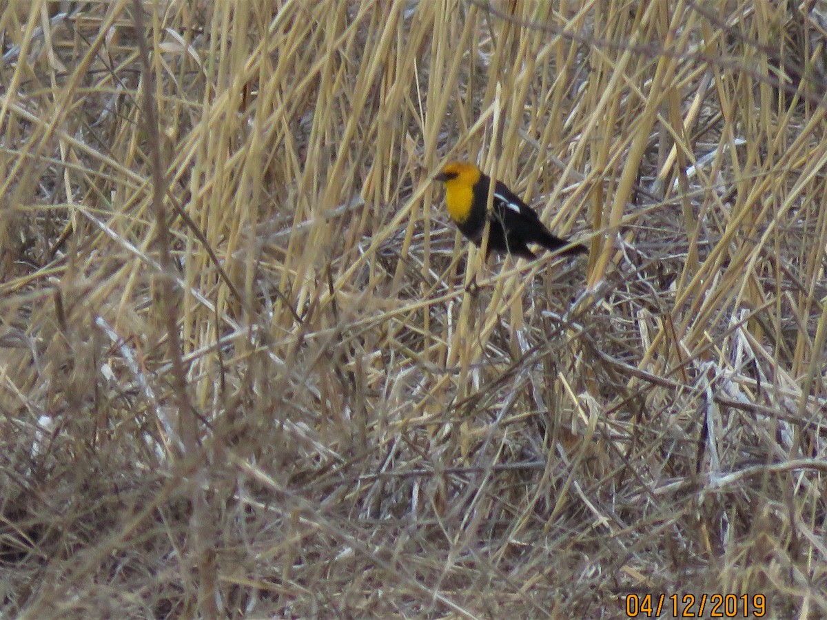 Yellow-headed Blackbird - dave chase