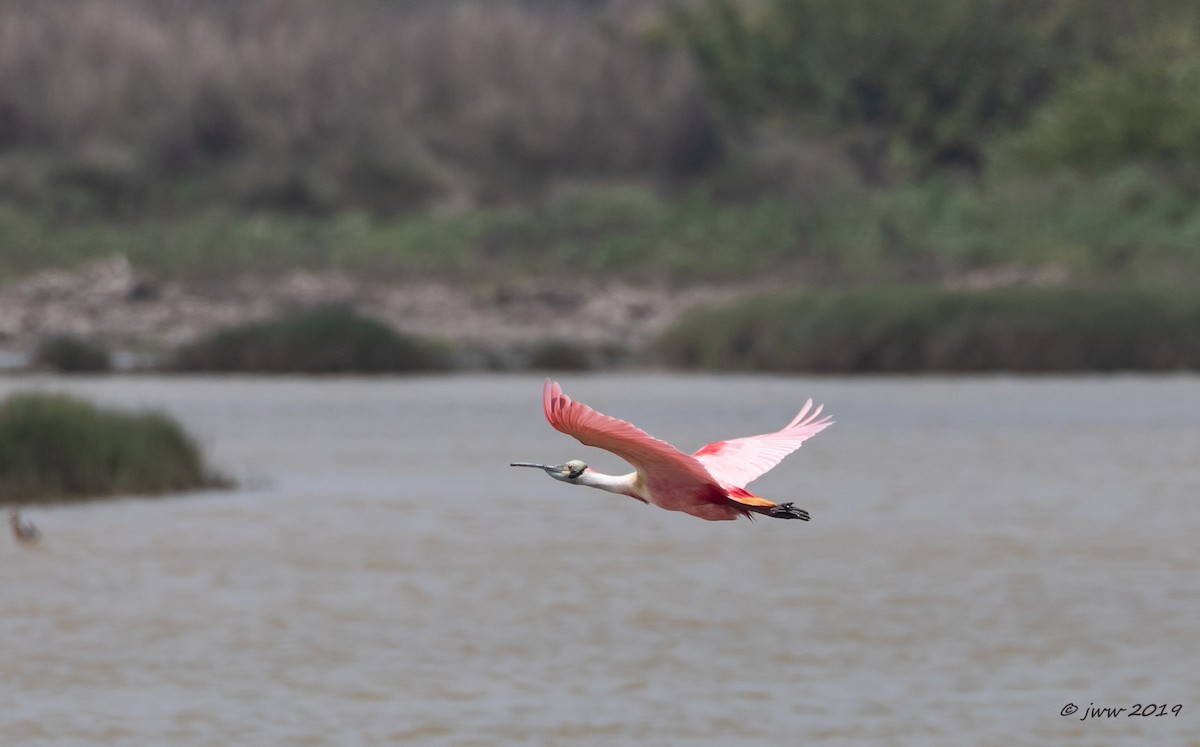 Roseate Spoonbill - ML150538141