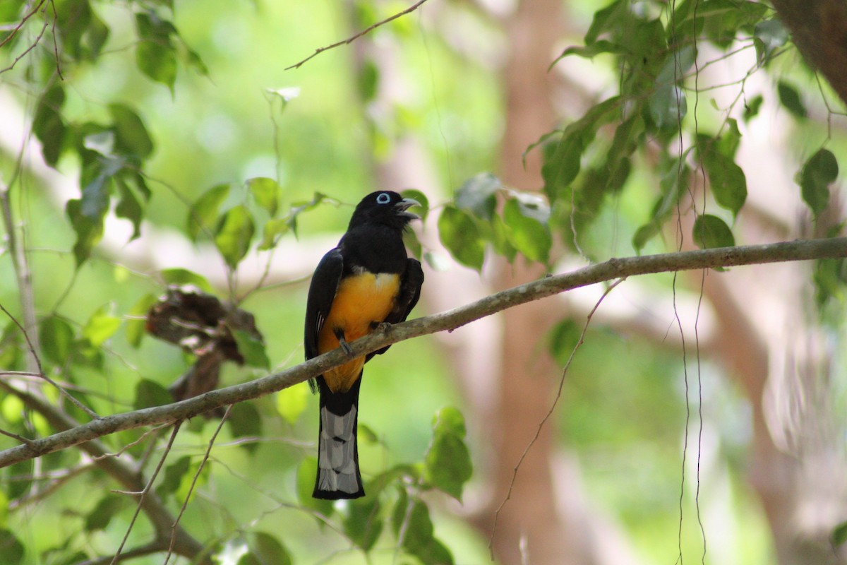 Black-headed Trogon - ML150538541