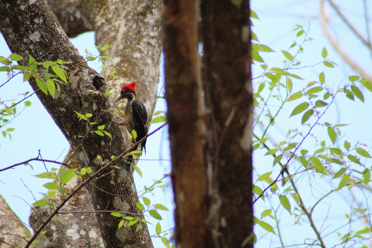 Lineated Woodpecker - ML150538721