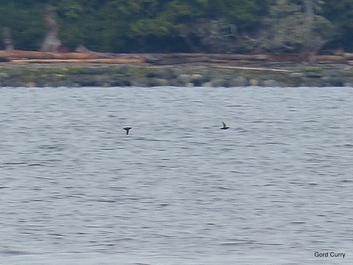 Marbled Murrelet - ML150540741