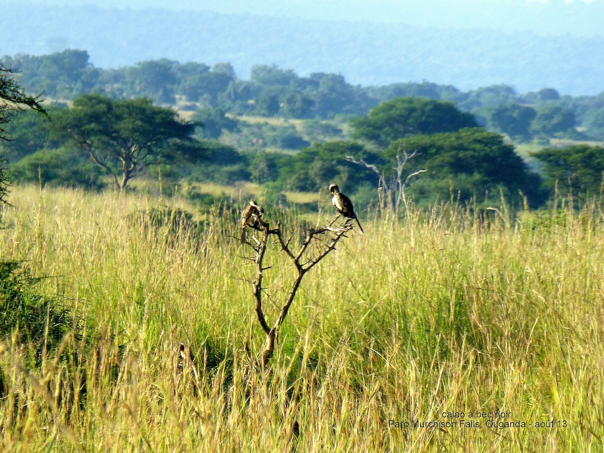 African Gray Hornbill - ML150540891