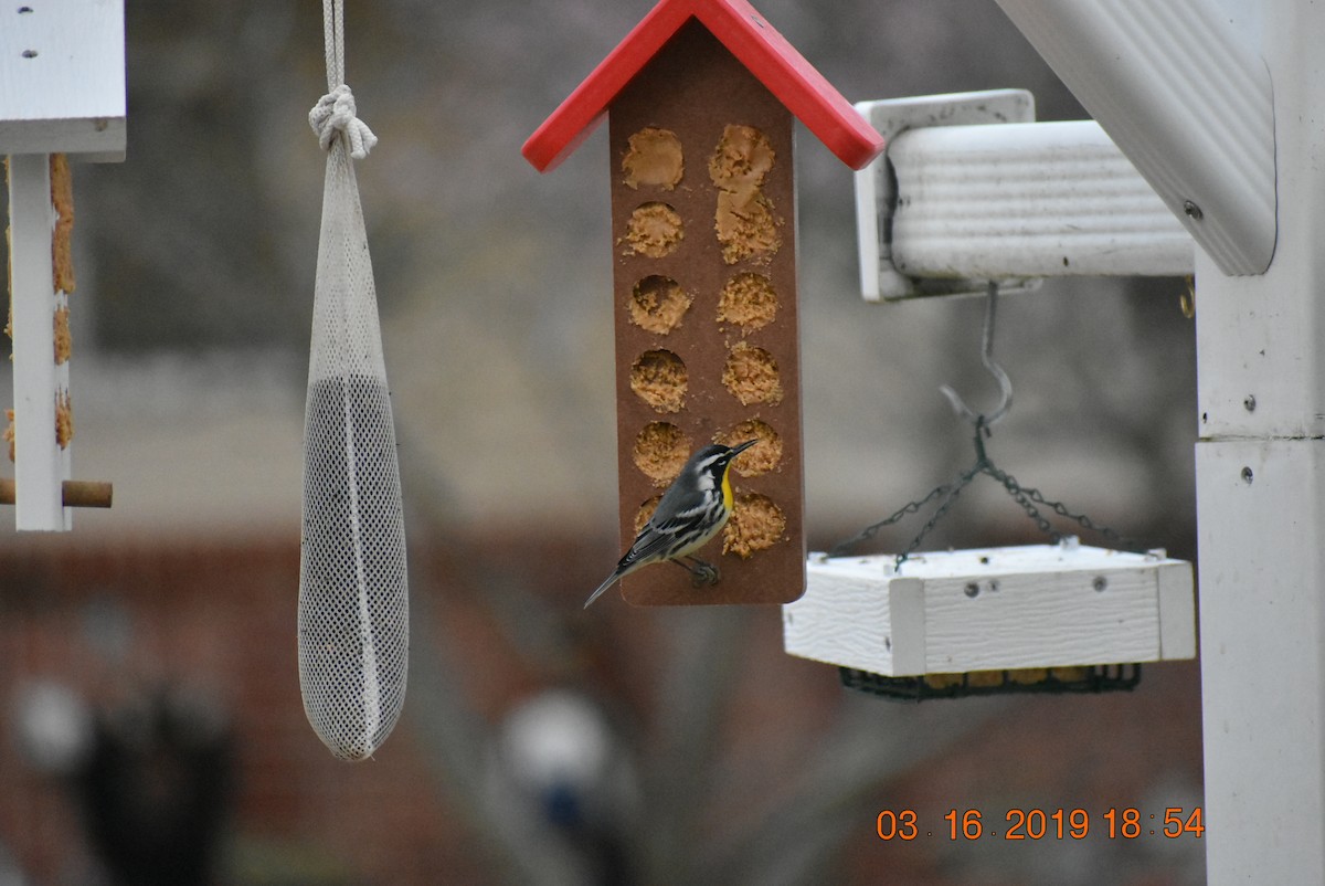 Yellow-throated Warbler - ML150541671