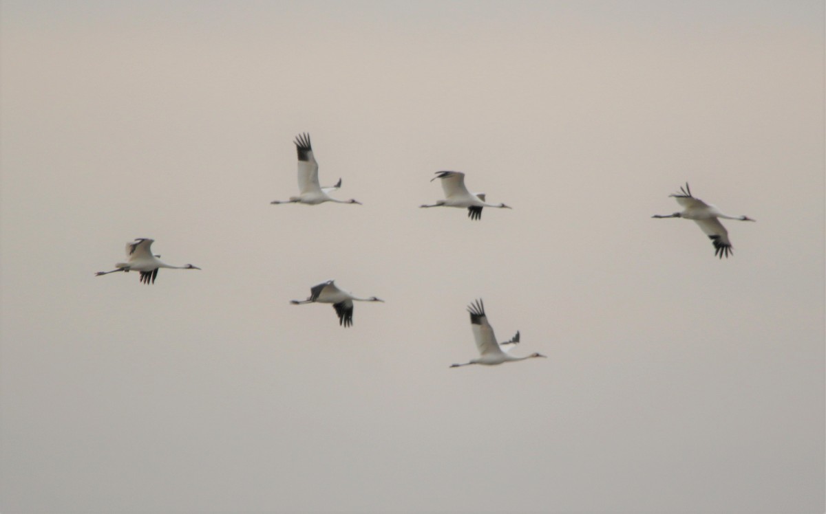 Whooping Crane - Karen LoneFight