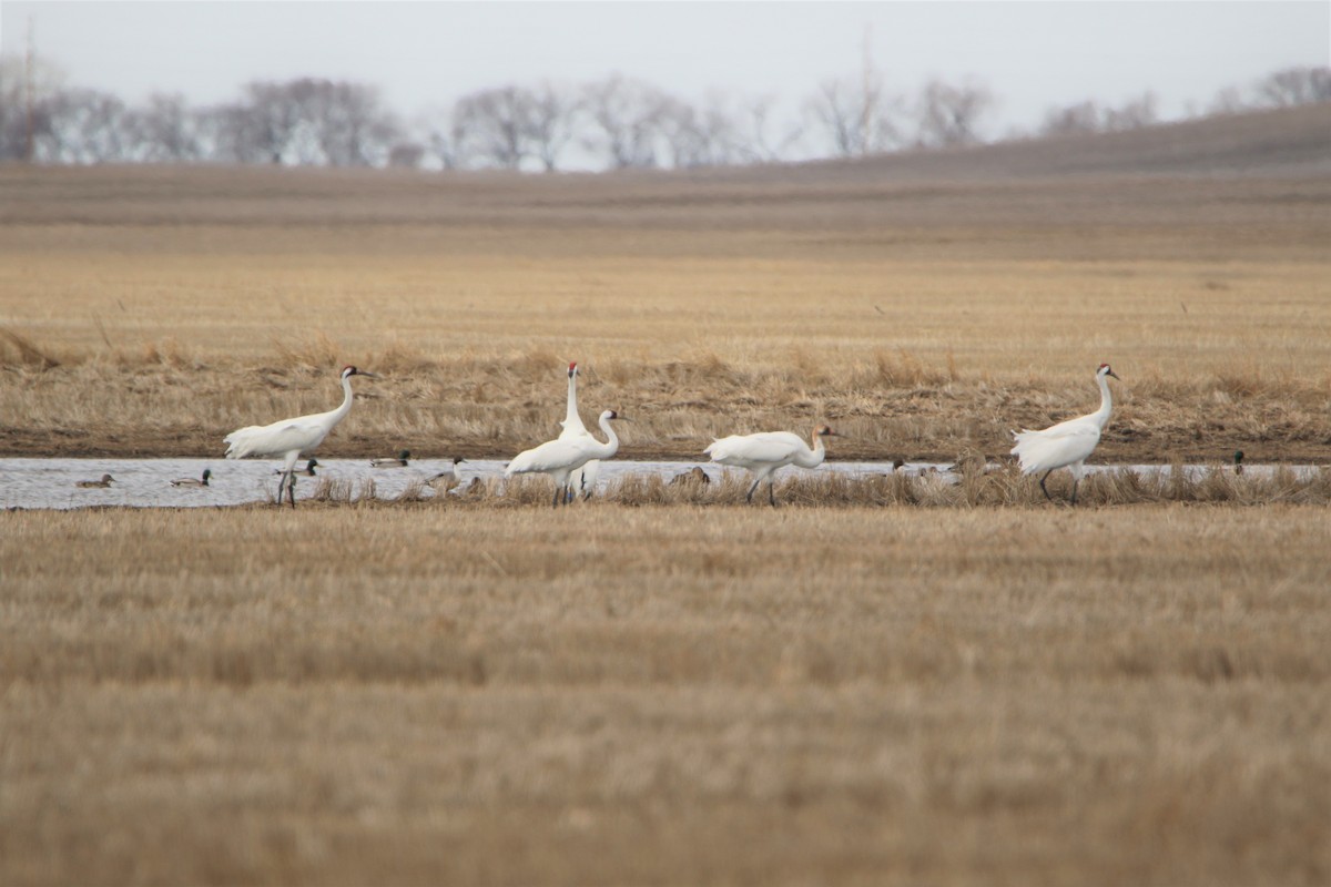 Whooping Crane - Karen LoneFight