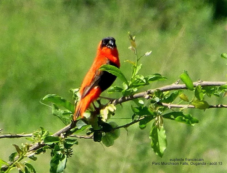 Northern Red Bishop - ML150544271