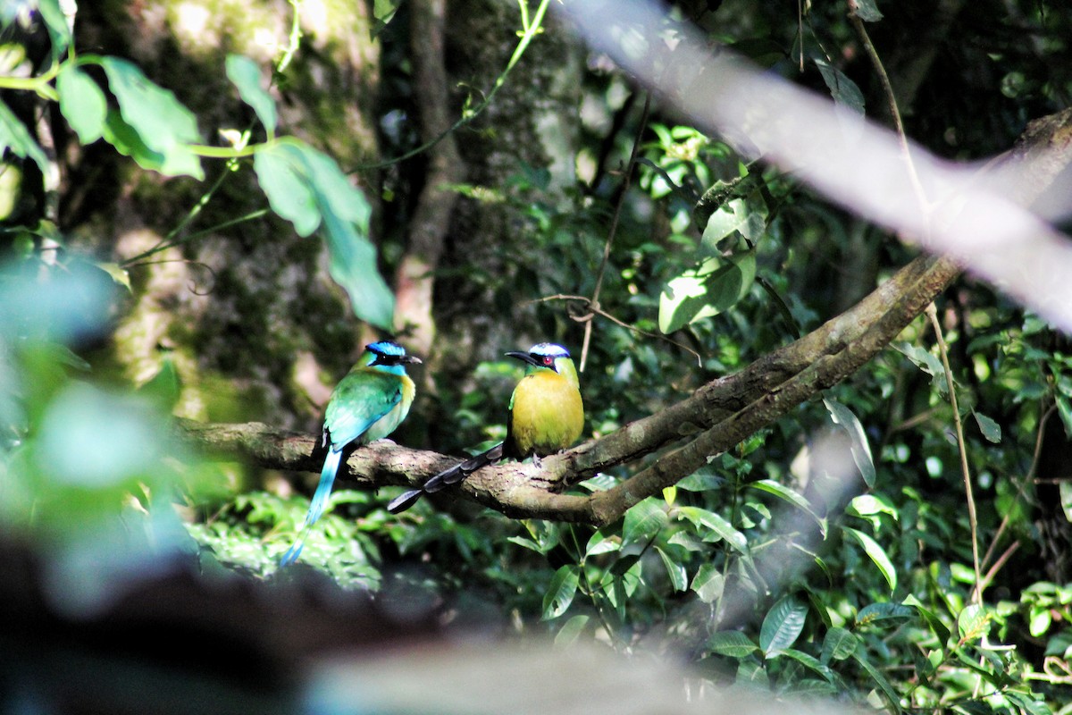 Lesson's Motmot - ML150544821