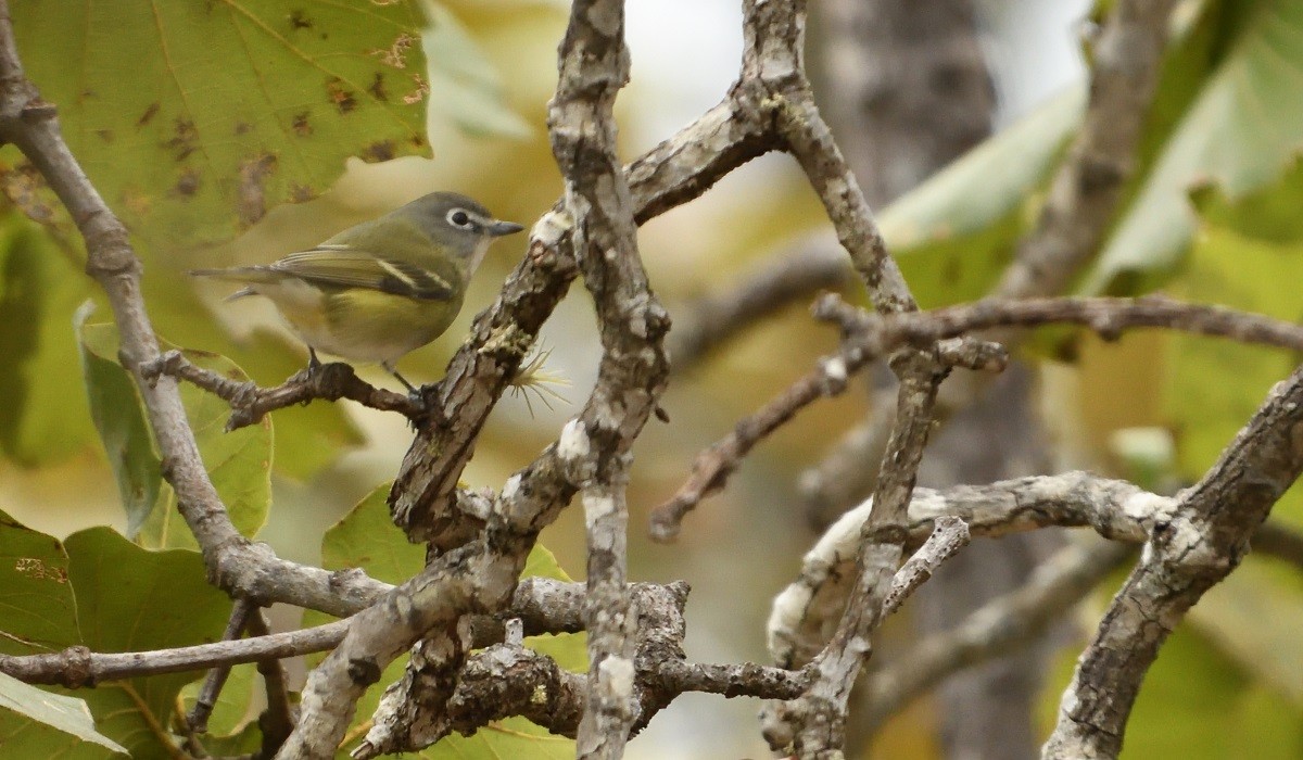 Vireo de Cassin - ML150545461