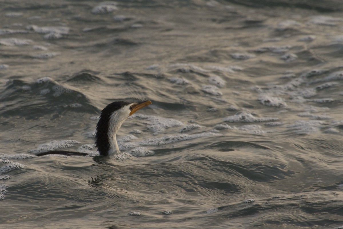 Little Pied Cormorant - Ron Shrieves