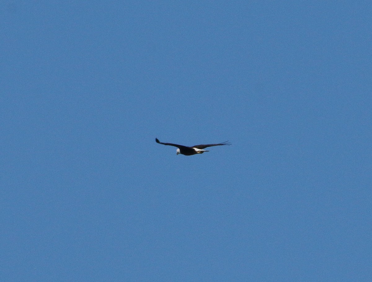 Bald Eagle - ML150546481