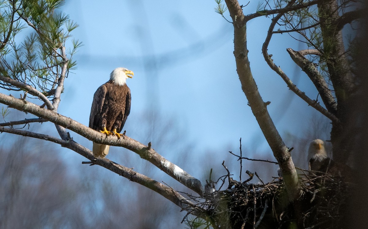 Bald Eagle - ML150547121