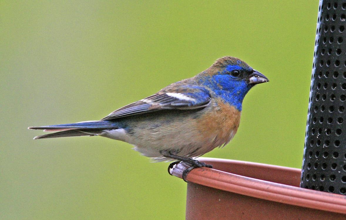 Lazuli Bunting - ML150547441