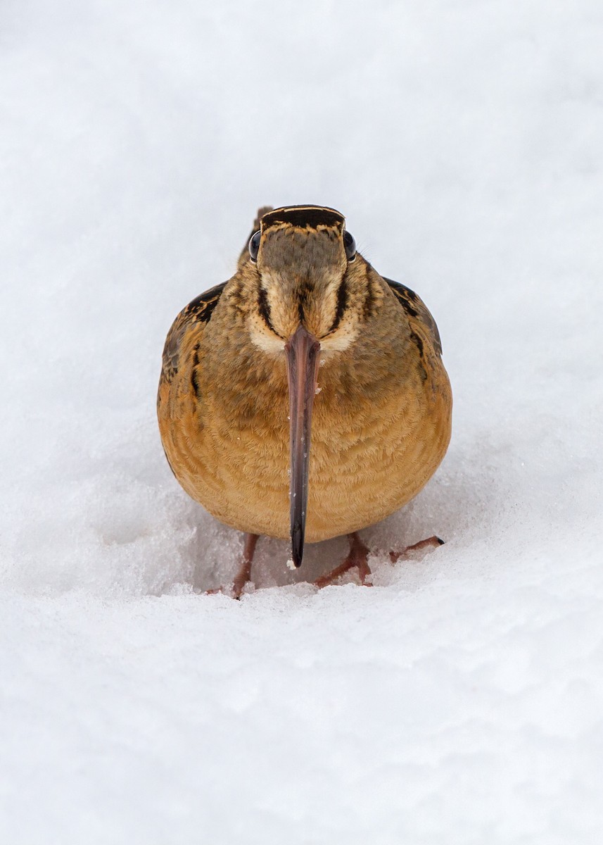 American Woodcock - ML150547921