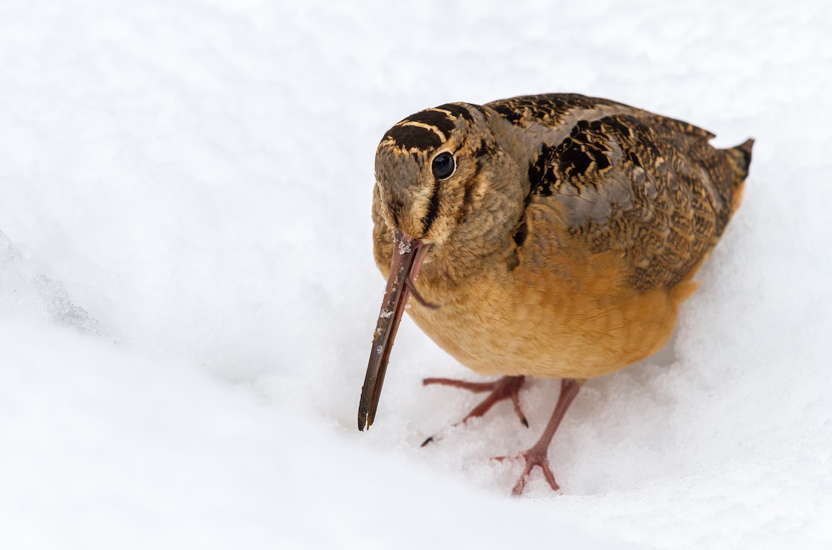 American Woodcock - ML150547941