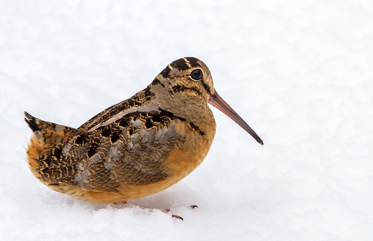 American Woodcock - ML150547961