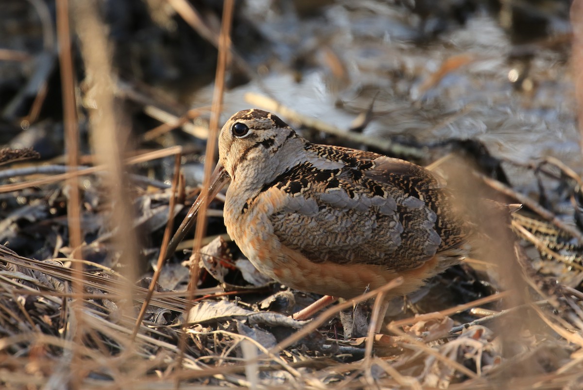 American Woodcock - Tim Lenz
