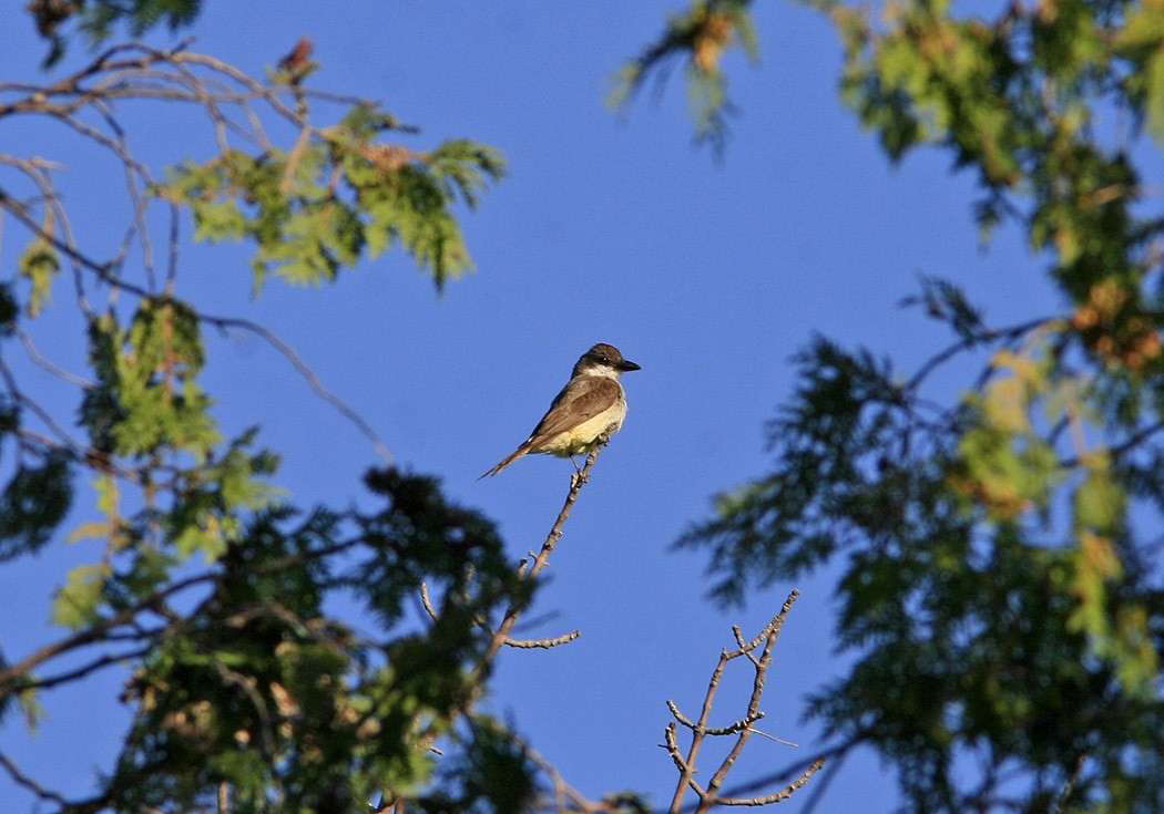 Dickschnabel-Königstyrann - ML150548101