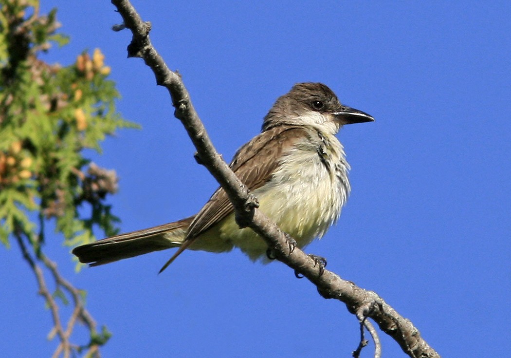 Dickschnabel-Königstyrann - ML150548111