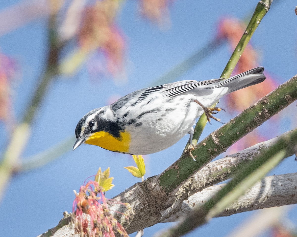 Yellow-throated Warbler - Bill Tynan