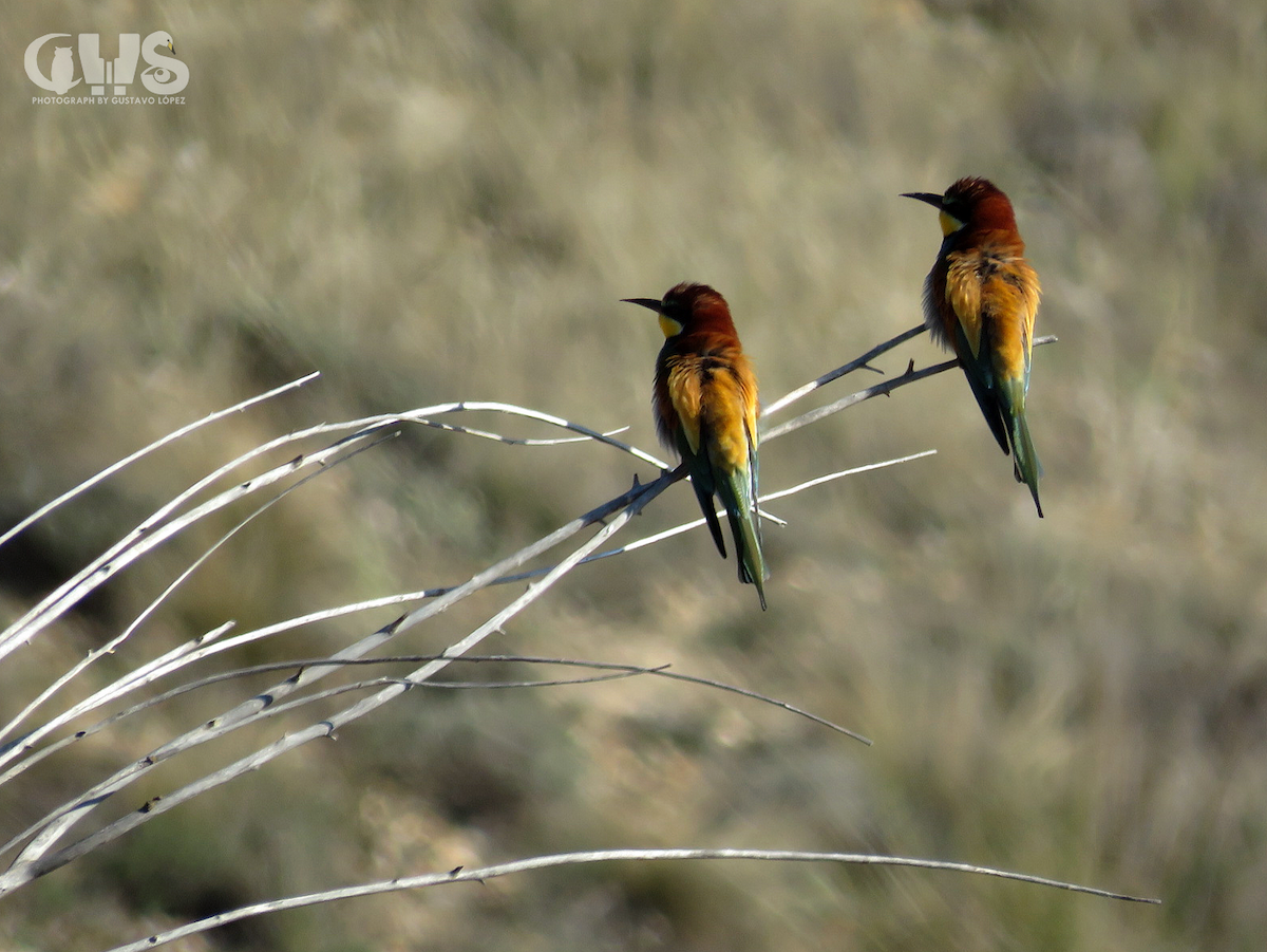 European Bee-eater - ML150548931