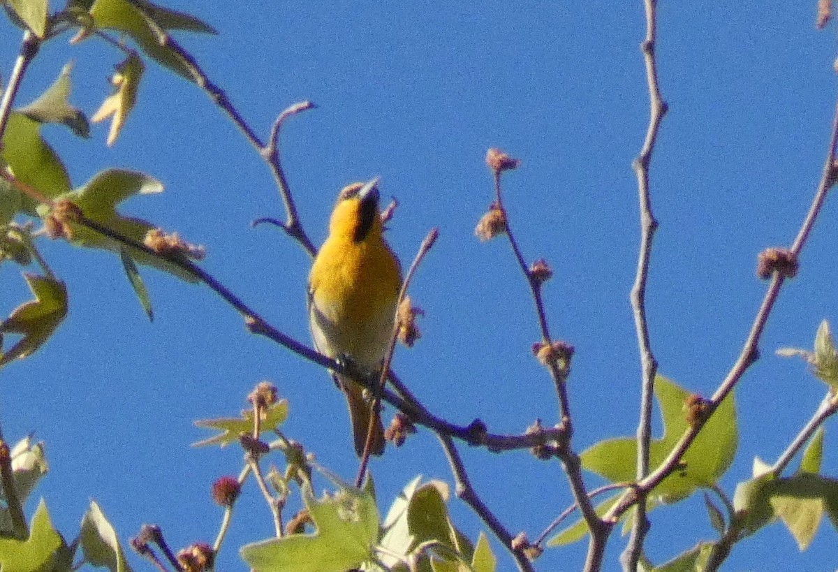 Bullock's Oriole - ML150550401