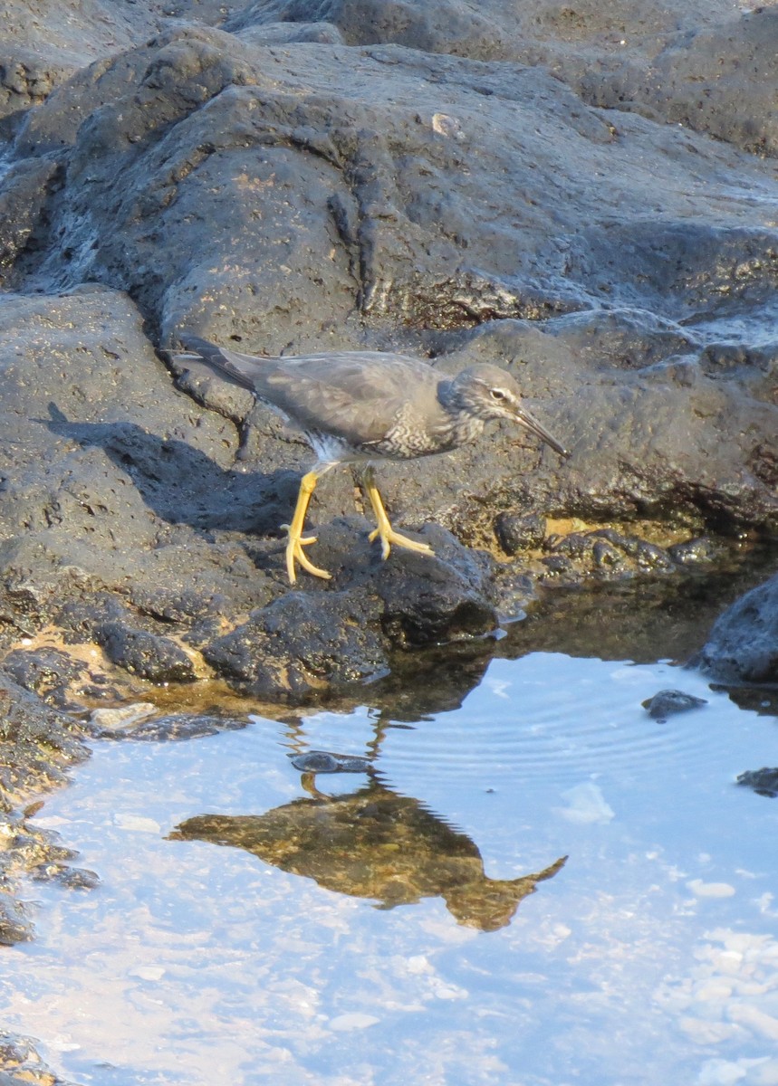 Wanderwasserläufer - ML150550781