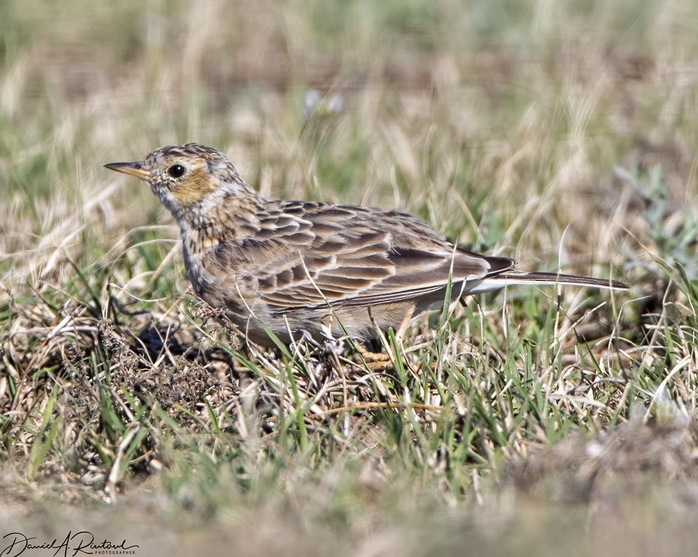 Sprague's Pipit - ML150550851