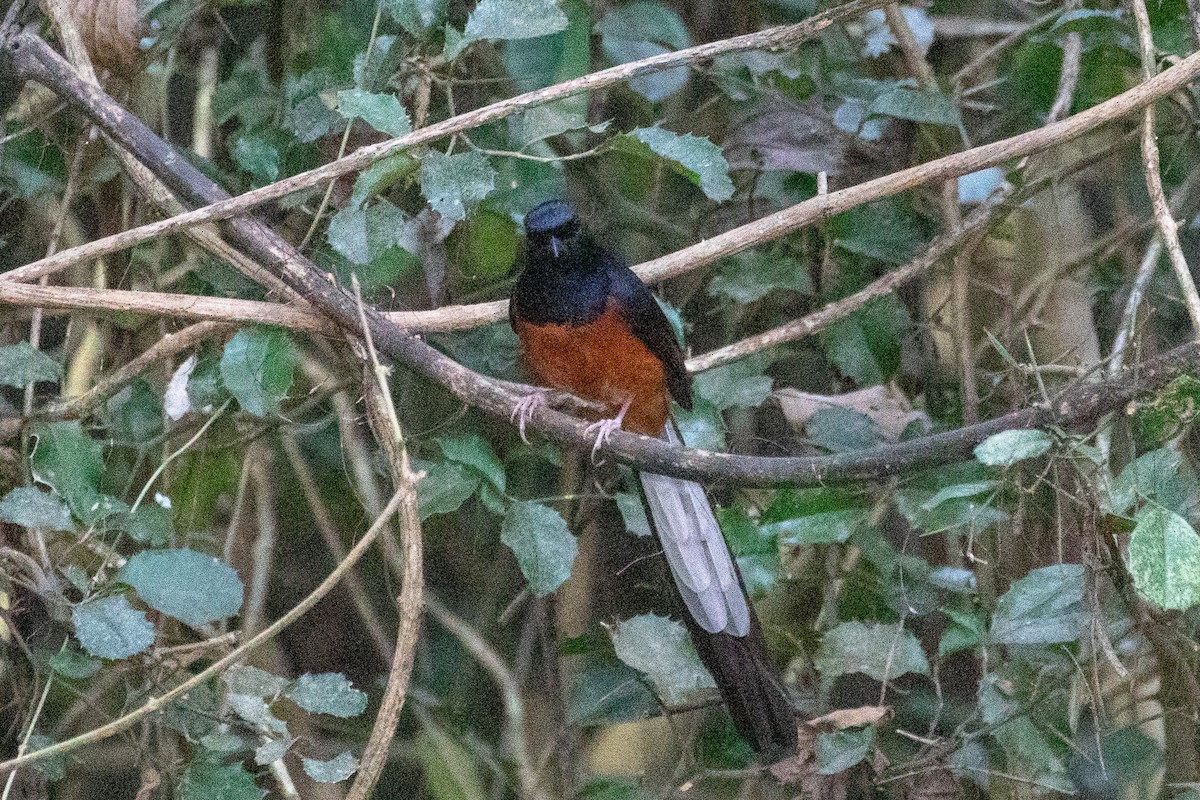 White-rumped Shama - ML150551201