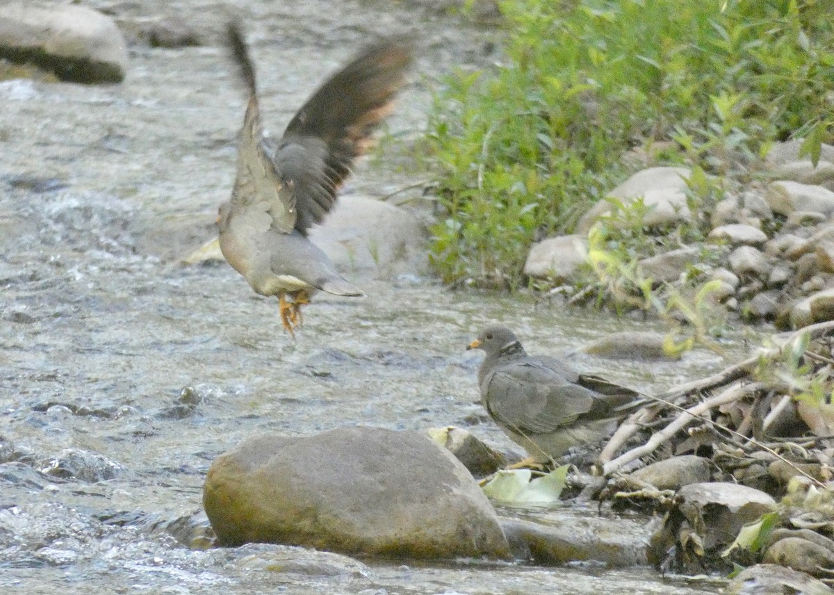 Band-tailed Pigeon - ML150551221