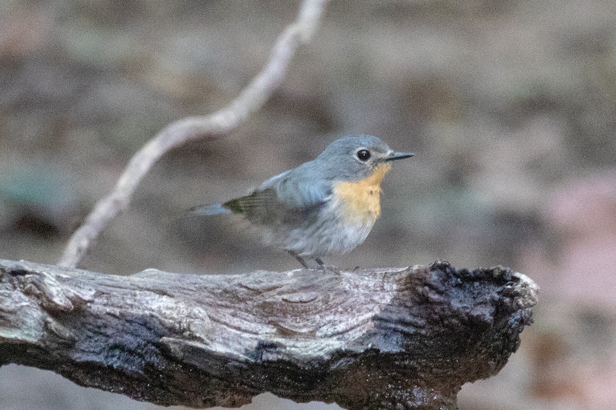 Indochinese Blue Flycatcher - ML150551271