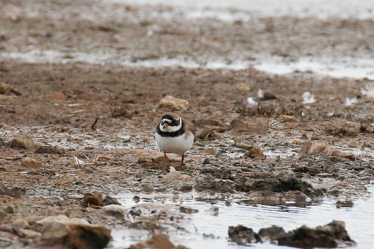 Хүзүүвчит хиазат - ML150551801