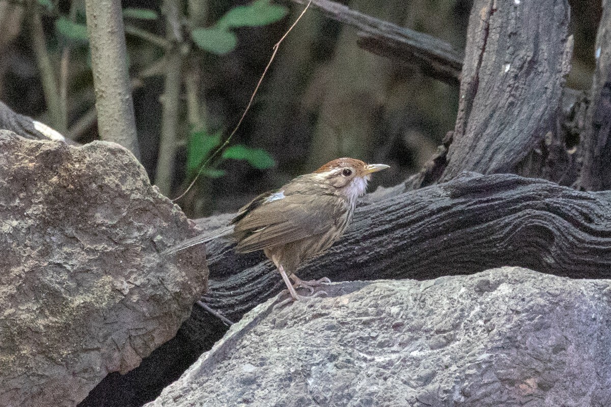 Puff-throated Babbler - ML150551811