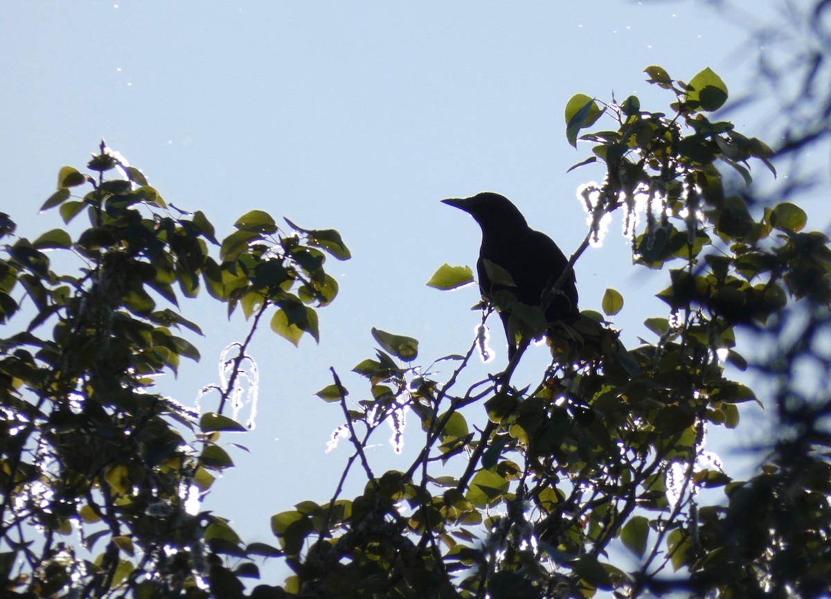 American Crow - ML150551941