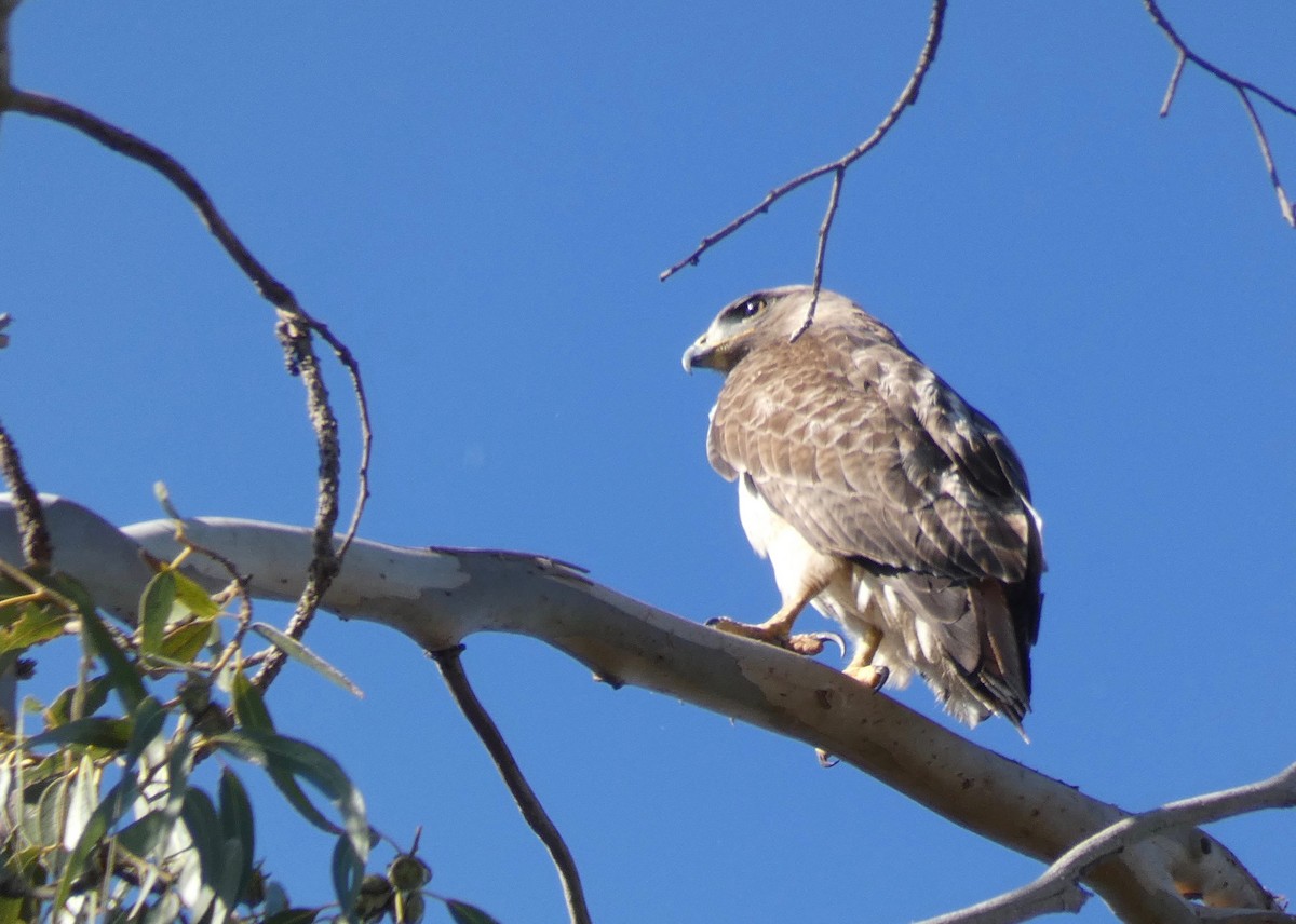 Rotschwanzbussard - ML150552291