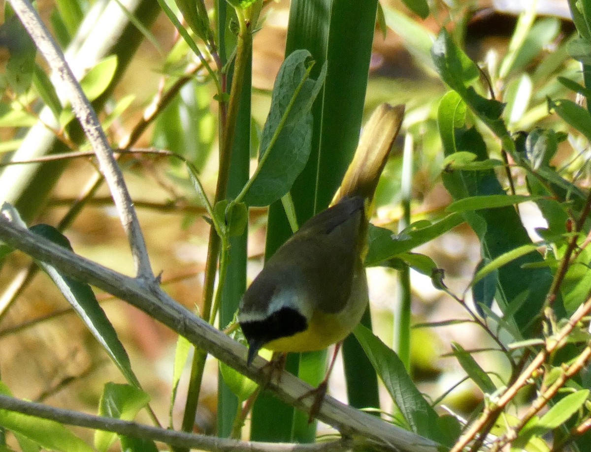 Weidengelbkehlchen - ML150552361