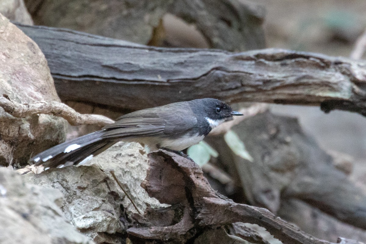 Malaysian Pied-Fantail - ML150552491