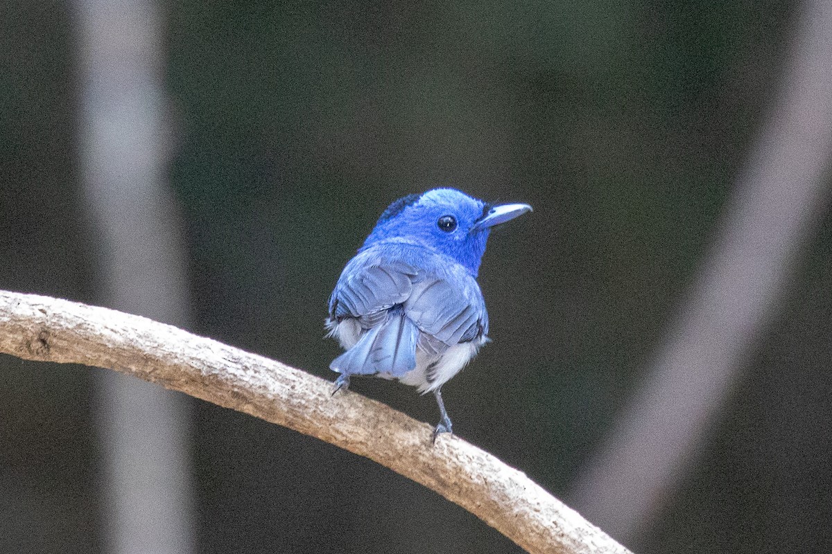 Black-naped Monarch - ML150552621