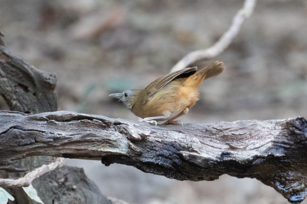 Abbott's Babbler - ML150552841