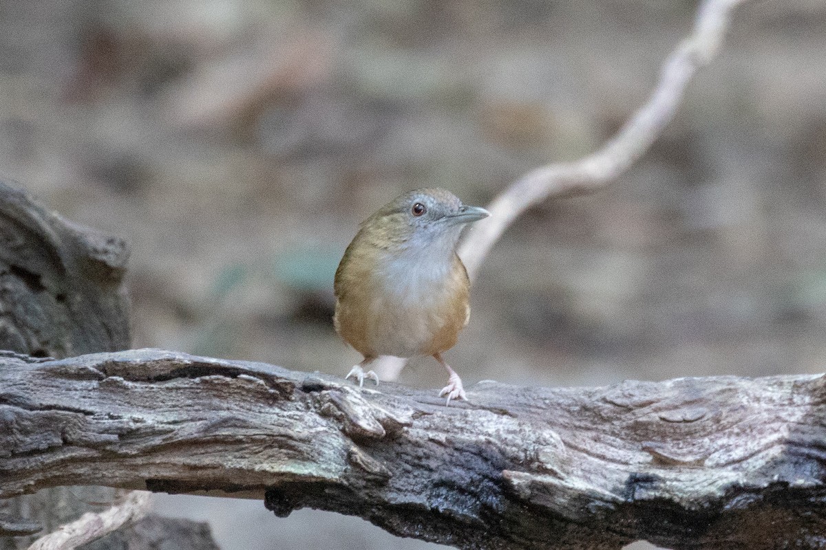 Abbott's Babbler - ML150552921