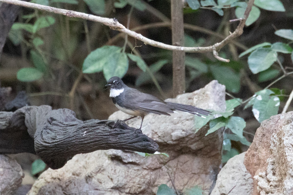 Malaysian Pied-Fantail - ML150553041